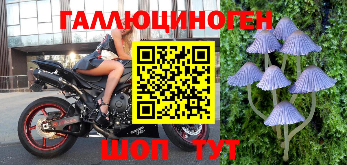 Галлюциногенные грибы Psilocybine cubensis Гулькевичи